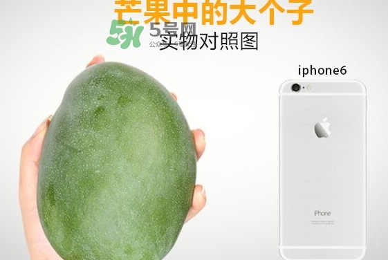 凱特芒果多少錢(qián)一斤？凱特芒果價(jià)格