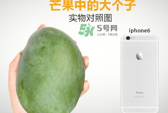 凱特芒果什么時候上市？凱特芒果上市時間