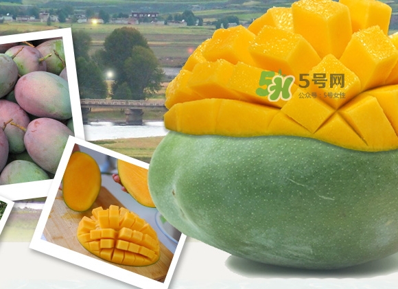 凱特芒果什么時候上市？凱特芒果上市時間