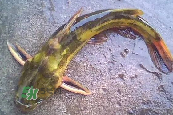 黃蜂魚(yú)有毒嗎？黃蜂魚(yú)怎么去毒