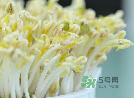 豆芽什么季節(jié)吃？豆芽什么時(shí)候有