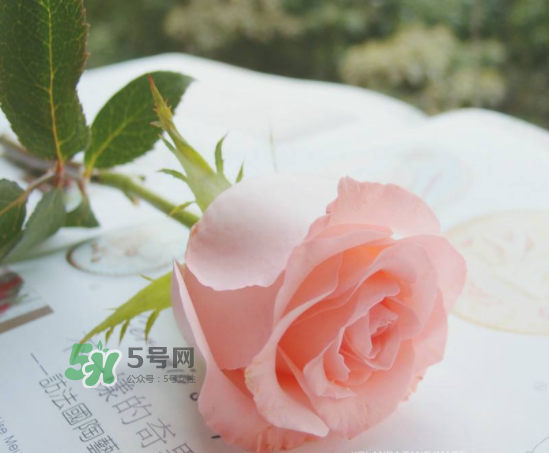 roseonly限量紅粉玫瑰多少錢(qián)？有幾朵？