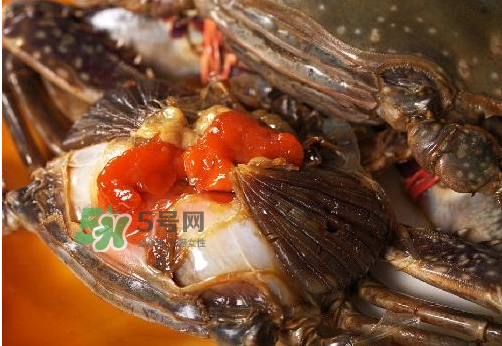 梭子蟹有蟹黃嗎？梭子蟹蟹黃在哪里？