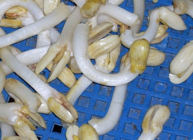 花生芽多少錢一斤？花生芽苦味有毒嗎？