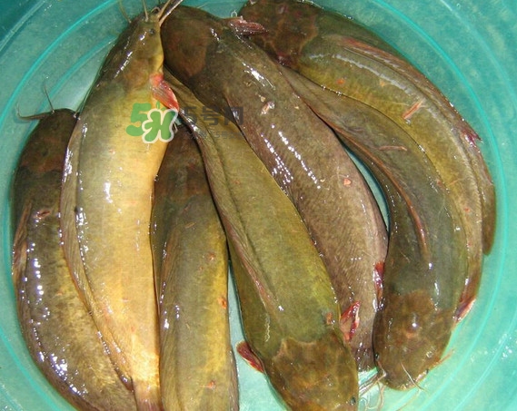 黃蜂魚怎么煮好吃？黃蜂魚燉湯孕婦可以喝嗎