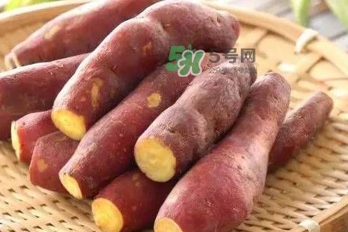 地瓜發(fā)芽能吃嗎？地瓜發(fā)芽了還可以吃嗎