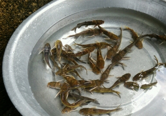 黃蜂魚怎么做好吃？黃蜂魚怎么釣