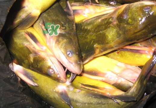 黃蜂魚(yú)有毒嗎？黃蜂魚(yú)怎么去毒