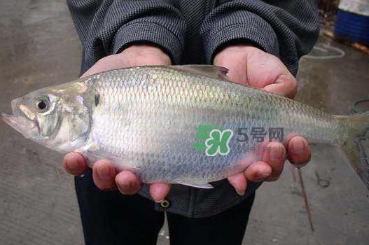 鰣魚(yú)什么時(shí)候最好吃？長(zhǎng)江鰣魚(yú)什么上市