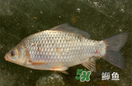鰣魚和響魚是兩種魚嗎？鰣魚和鯽魚的區(qū)別