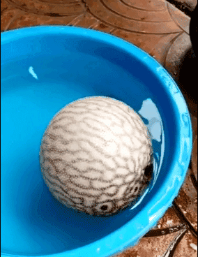 河豚魚(yú)多少錢(qián)一斤？河豚為什么會(huì)鼓起來(lái)