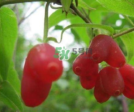 杈杷果能放時(shí)間長(zhǎng)嗎？杈杷果怎么保存？