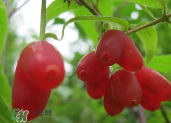 杈杷果能放時(shí)間長(zhǎng)嗎？杈杷果怎么保存？