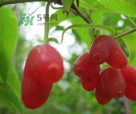 杈杷果多少錢一斤？杈杷果價格表