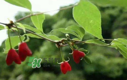 杈杷果怎么吃？杈杷果食用方法