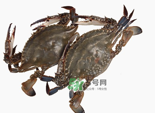 梭子蟹一只大概多重？梭子蟹一斤一般幾只？