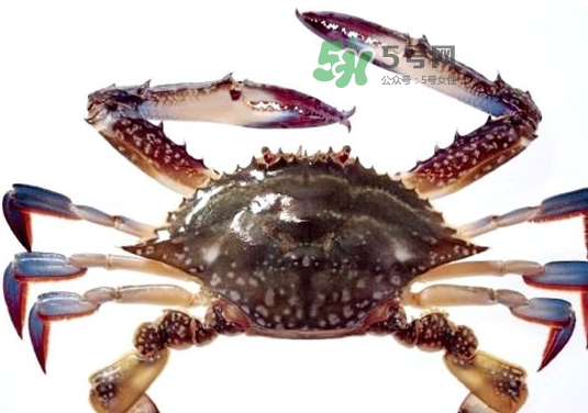 梭子蟹一只大概多重？梭子蟹一斤一般幾只？