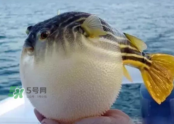河鲀和大巴魚是一回事嗎？河鲀有哪些營養(yǎng)價(jià)值