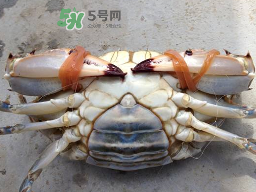 飛蟹可以冷凍嗎？飛蟹能冷凍保存嗎？