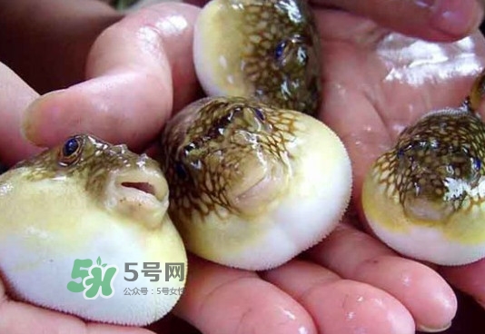 河豚哪里有毒？河豚毒素在哪
