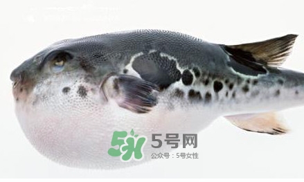 河豚究竟有多好吃？河豚最毒的部位是哪里