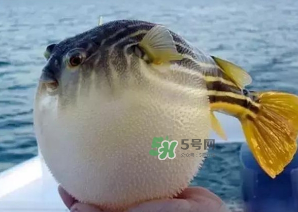 河豚魚(yú)多少錢(qián)一斤？河豚為什么會(huì)鼓起來(lái)