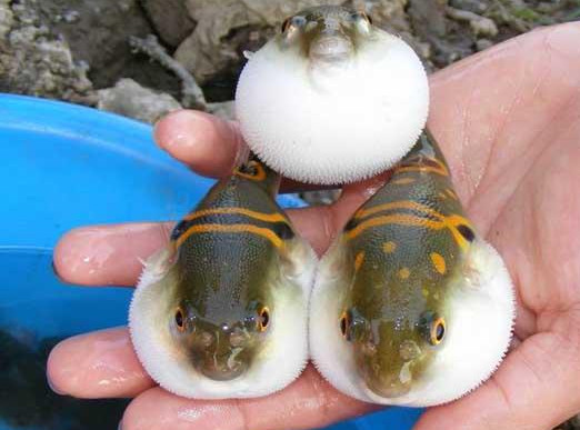 河豚魚怎么吃？河豚魚怎么去毒