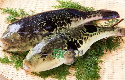 河豚魚是海鮮嗎？河豚魚是淡水魚嗎