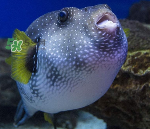 河豚魚是發(fā)物嗎？河豚魚為什么有毒