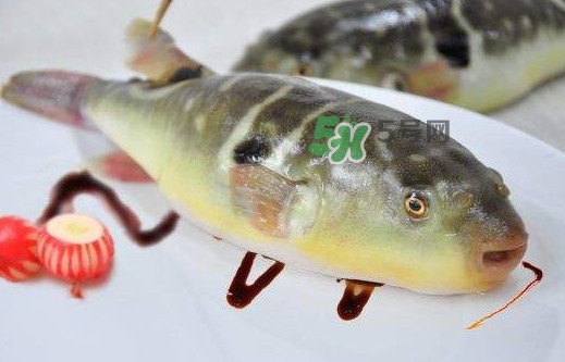 河豚魚是發(fā)物嗎？河豚魚為什么有毒