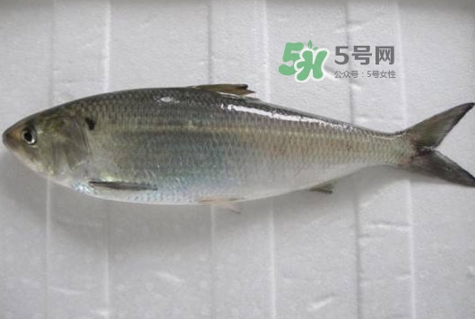 鰣魚多少錢一斤？長江鰣魚多少錢一斤2017