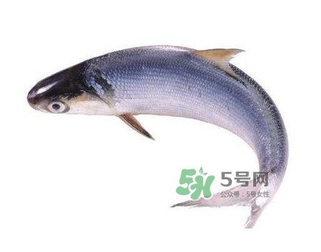 鰣魚怎么讀？鰣魚是什么魚