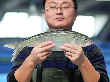 鰣魚是海魚還是淡水魚？鰣魚是發(fā)物嗎