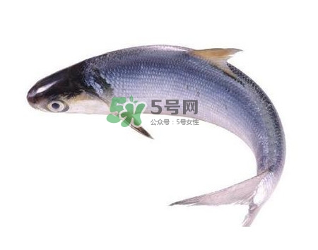 鰣魚刺多嗎？鰣魚可以養(yǎng)殖嗎