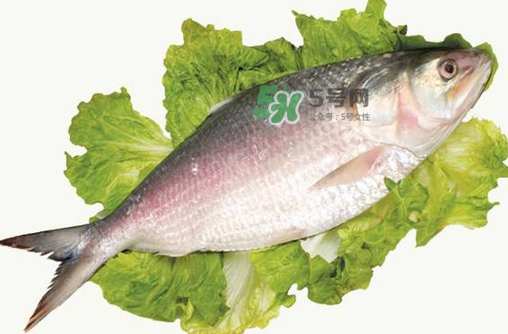 鰣魚孕婦能吃嗎？孕婦可以吃鰣魚嗎