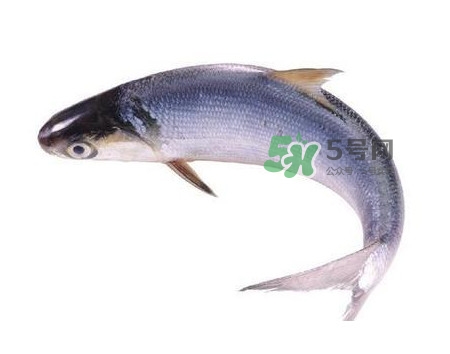 鰣魚(yú)什么時(shí)候最好吃？長(zhǎng)江鰣魚(yú)什么上市