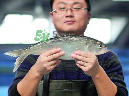 鰣魚與香魚怎么區(qū)分？鰣魚與香魚的區(qū)別