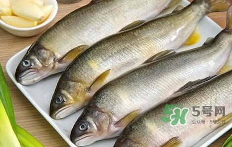鰣魚與香魚怎么區(qū)分？鰣魚與香魚的區(qū)別