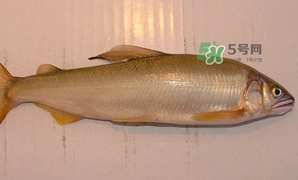 鰣魚與香魚怎么區(qū)分？鰣魚與香魚的區(qū)別