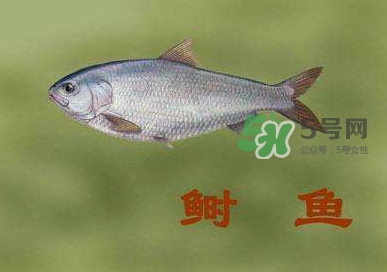 鰣魚和響魚是兩種魚嗎？鰣魚和鯽魚的區(qū)別