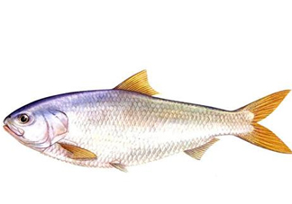 鰣魚刺多嗎？鰣魚可以養(yǎng)殖嗎