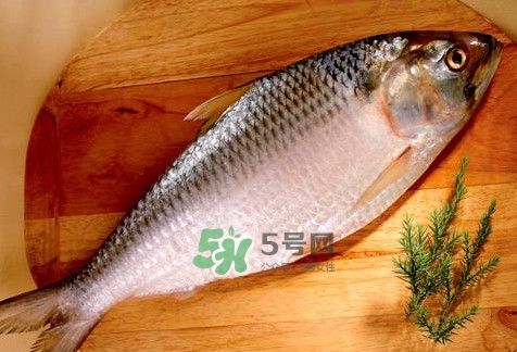 鰣魚怎么做好吃？鰣魚怎么處理