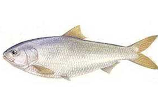 鰣魚和響魚是兩種魚嗎？鰣魚和鯽魚的區(qū)別