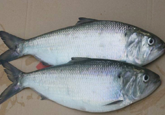 鰣魚什么時候最好吃？長江鰣魚什么上市