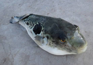 河豚魚怎么吃？河豚魚怎么去毒