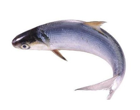 為什么吃清蒸海鰣魚都是半條？鰣魚有什么營養(yǎng)價值