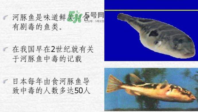 河豚中毒會產(chǎn)生幻覺嗎？河豚中毒多久發(fā)作