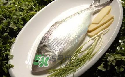 鰣魚的魚鱗能吃嗎？鰣魚為什么不去魚鱗
