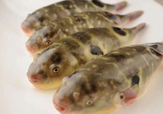 河鲀哪個(gè)部位有毒？河鲀哪個(gè)部位可以食用