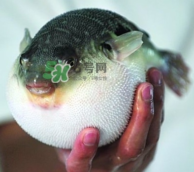 鰣魚和刀魚哪個貴？長江三鮮哪個最貴